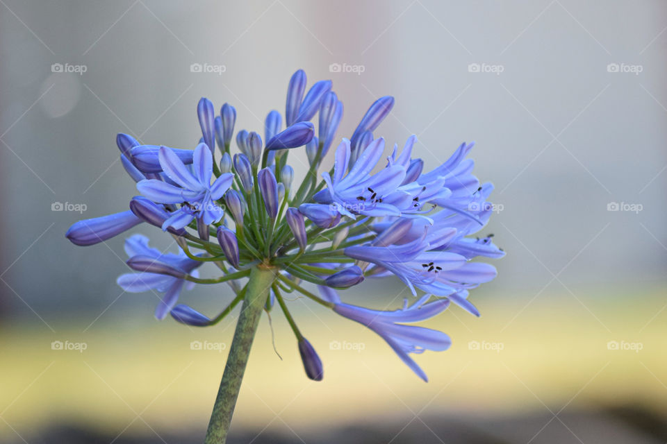 Agapanthus praecox