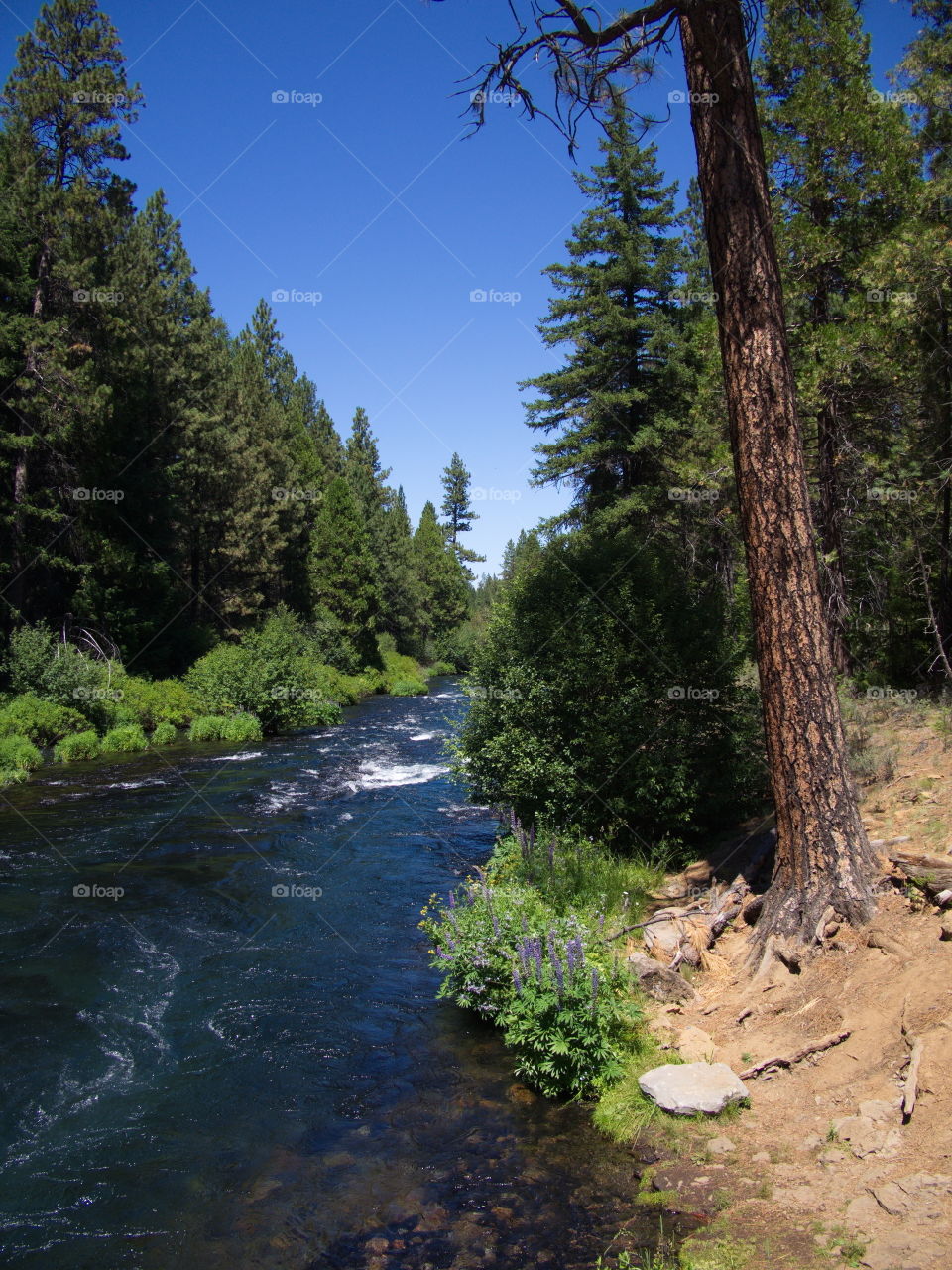 The Metolius River in Central Oregon rushes along its ponderosa pine tree and bush covered river banks on beautiful sunny summer day. 