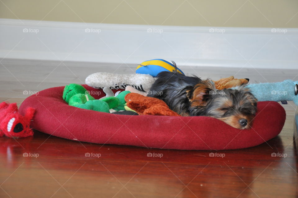 Drake taking an afternoon nap