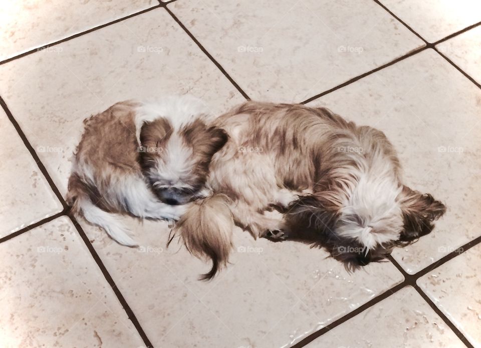 Beau and Gracie asleep