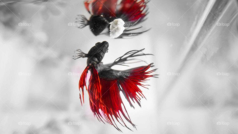 beta fish in a fish tank feeding, in red selective color