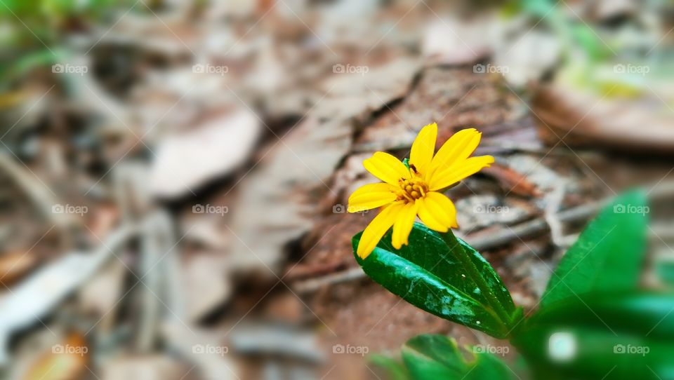 yellow Flower