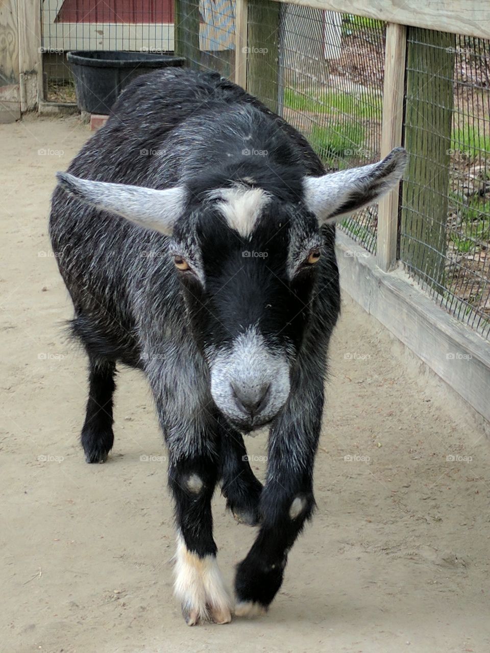 Billy goat