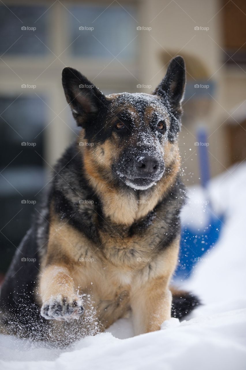 Portrait of German shepherd