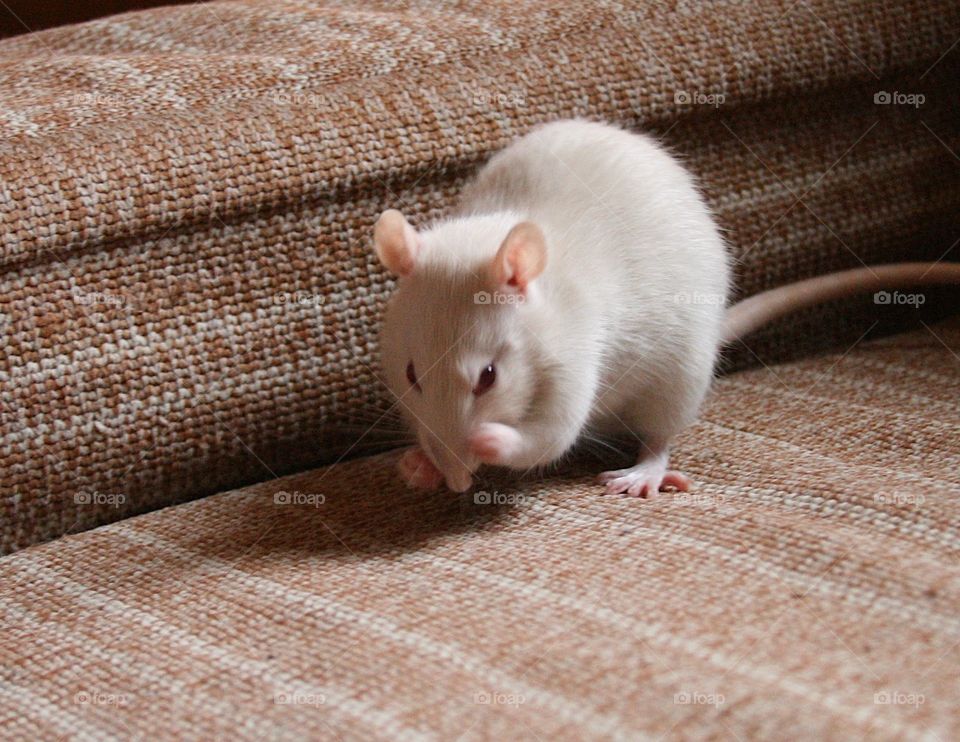 White Rat 