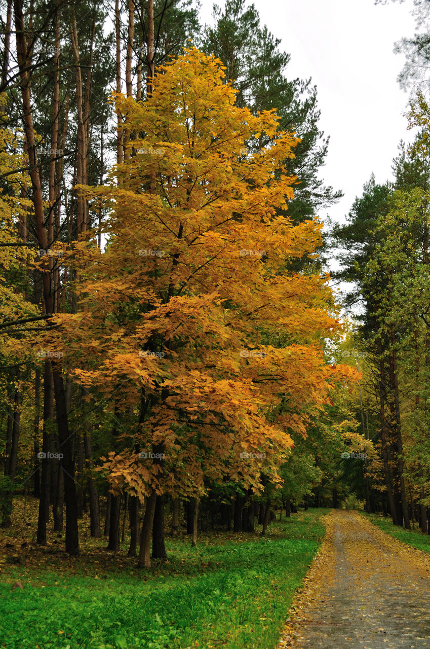 autumn road