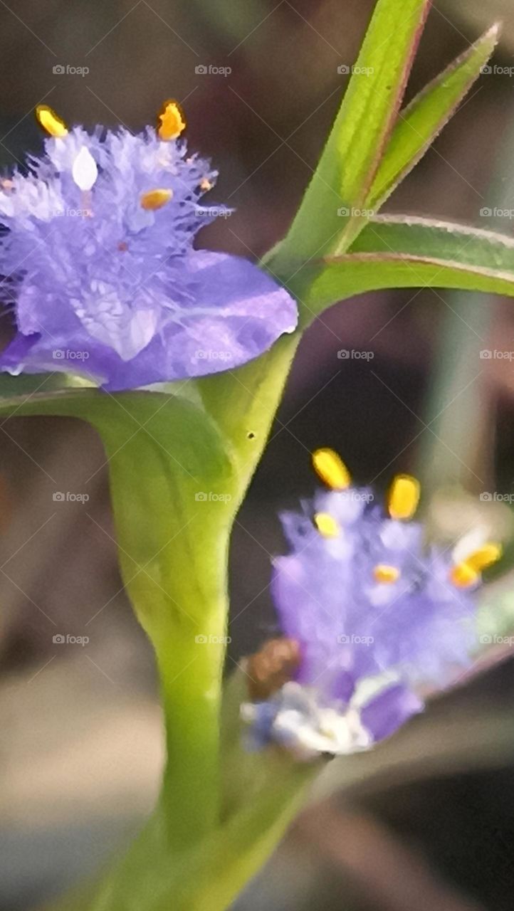 bold complementary colors of nature have no competition.