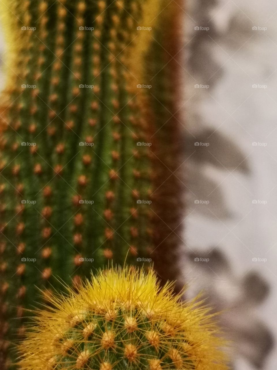 20 years old Cactus