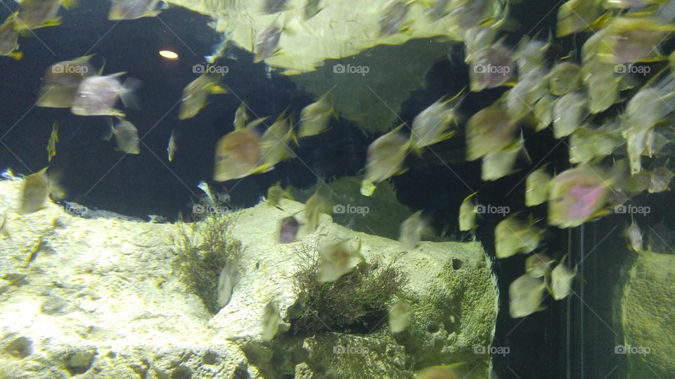 Angel fish