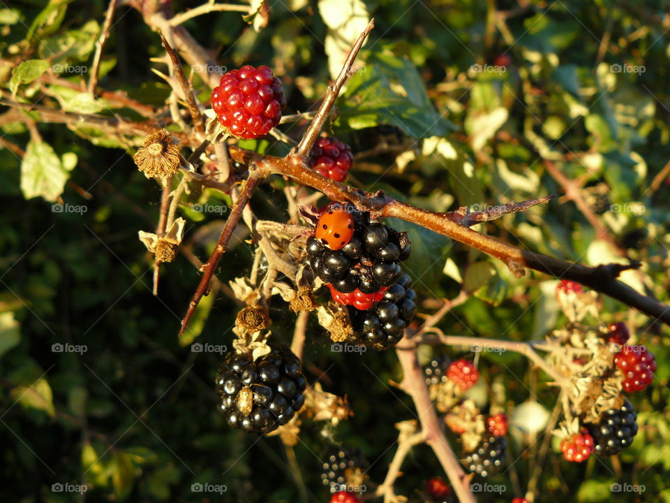 Ladybird On Blackberries