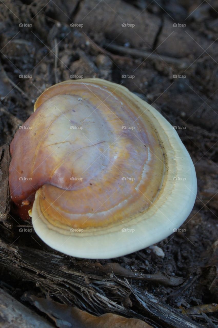 Funny shaped mushroom
