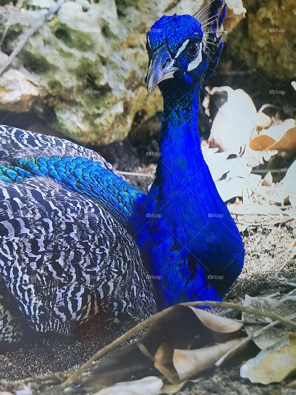 Indian Peacock 