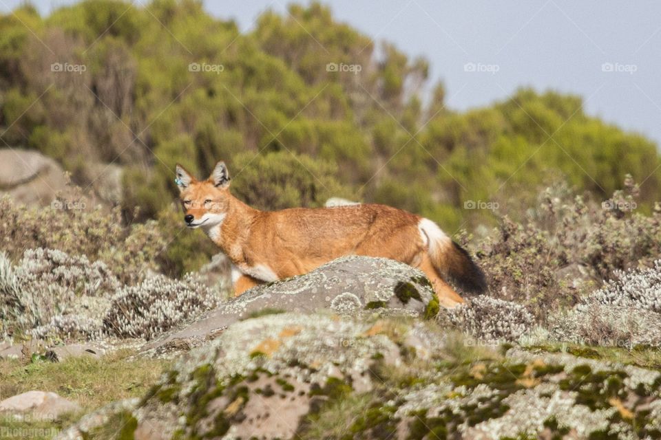 Ethiopian wolf 2