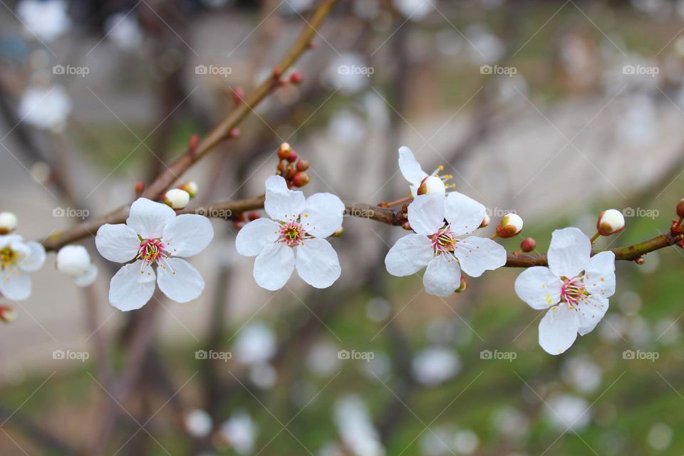 First flowers with buds on branch with blurred background.  Harbingers of spring.  Spring is coming