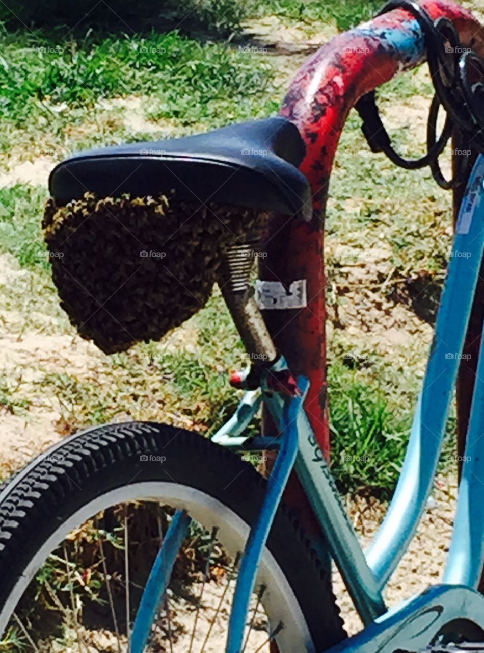 Bees swarm a bike at Venice Beach
