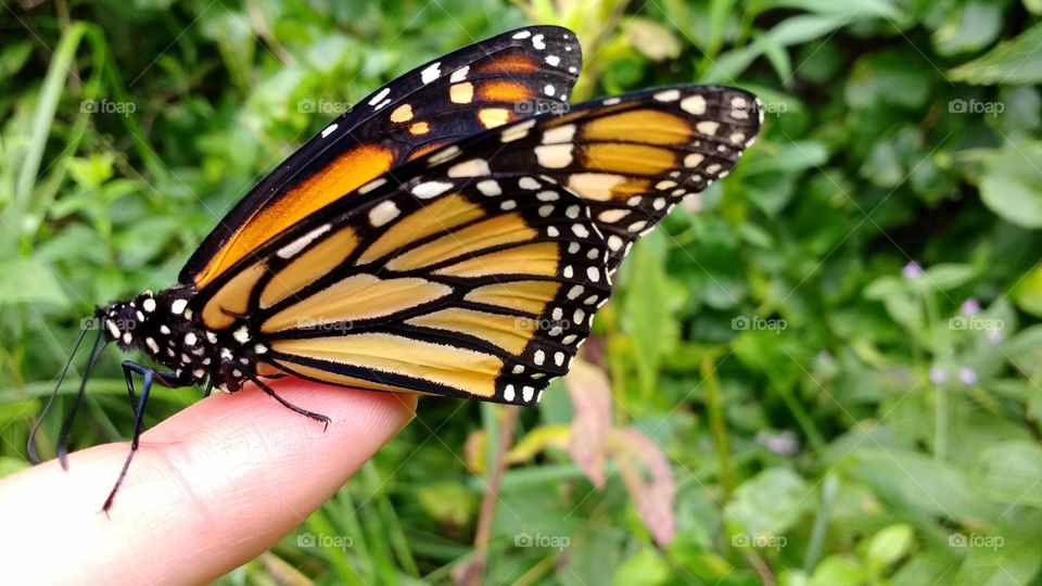 Butterfly on human finger