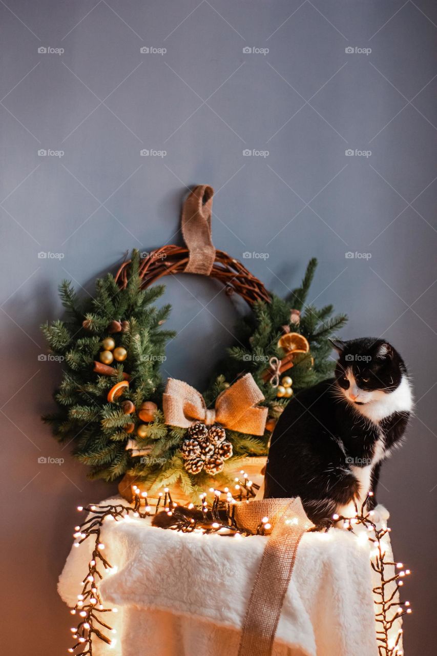 cat sitting next to a christmas wreath