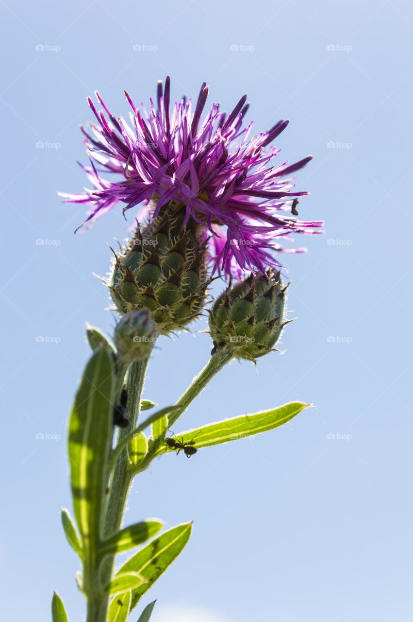 Cornflower meadow