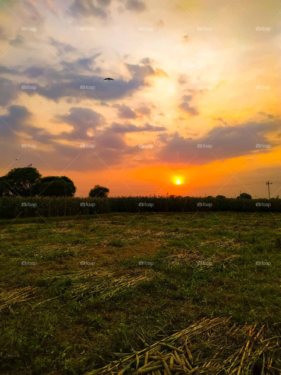 Millet field and trees Over beautiful sunset