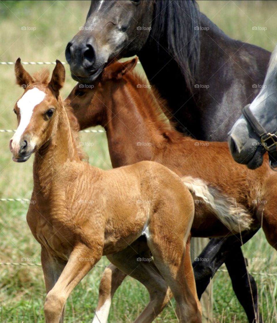 mares and foals