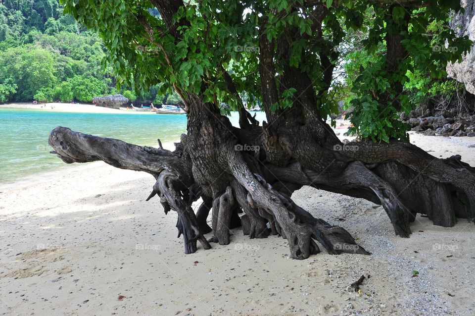 Nature, No Person, Water, Tree, Wood