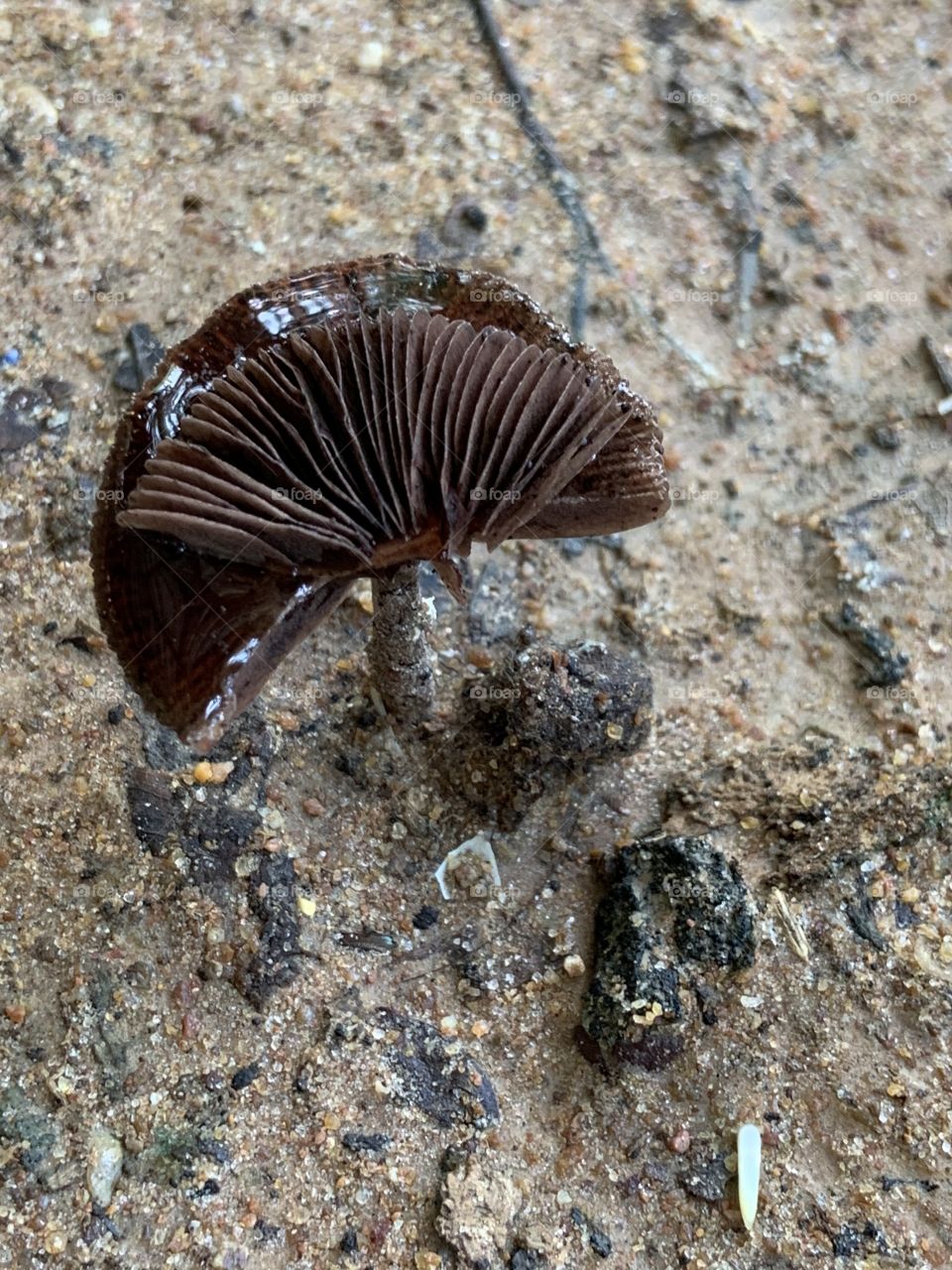 Shape of the mushroom, Countryside (Thailand)