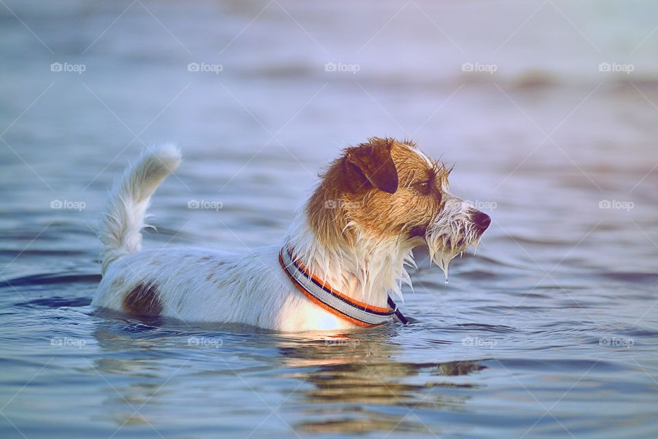 Dog in the ocean