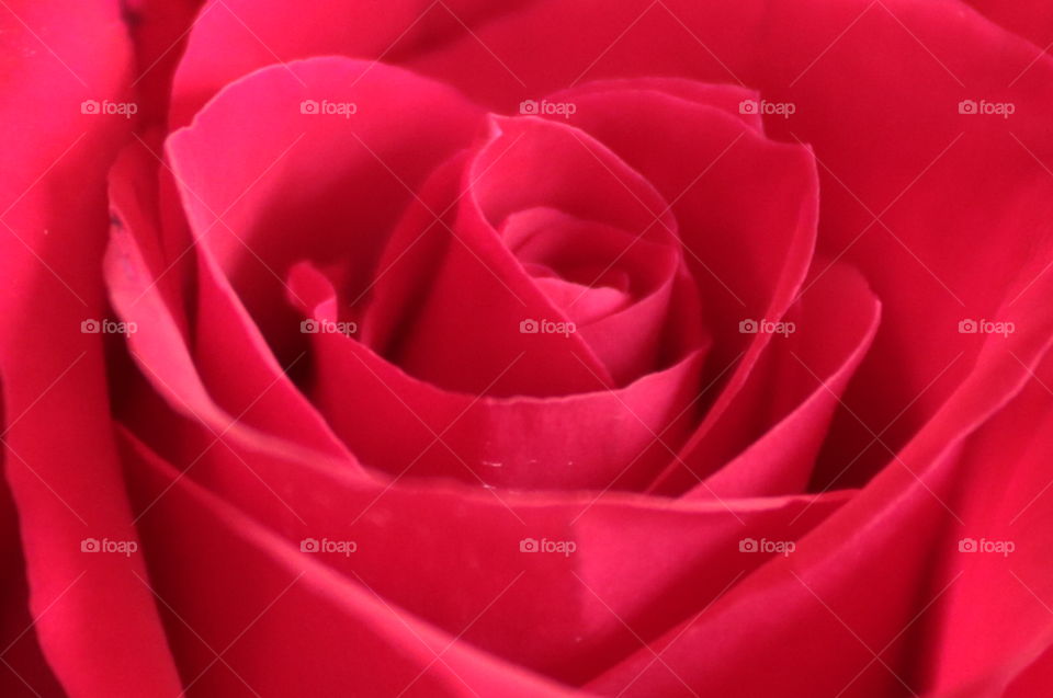 Rose, Love, Romance, Affection, Flower