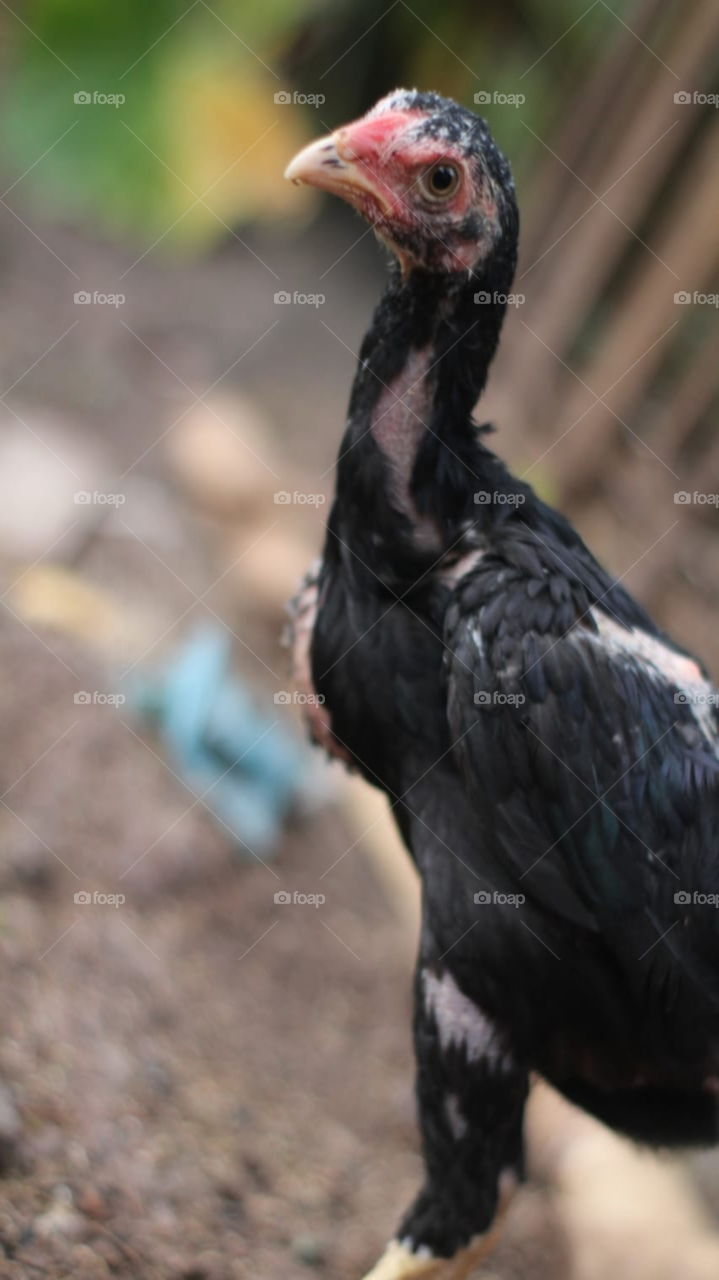 Chicks are growing up