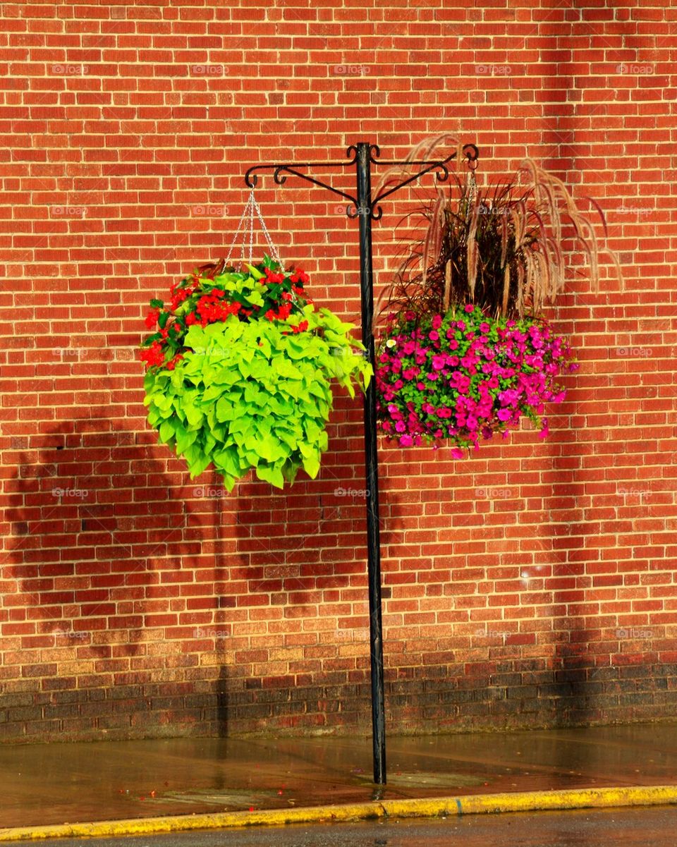 Street Flowers