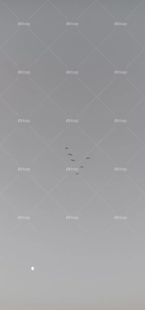 🌙 moon with y shape traveling birds