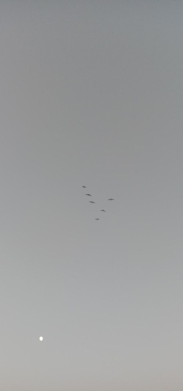 🌙 moon with y shape traveling birds