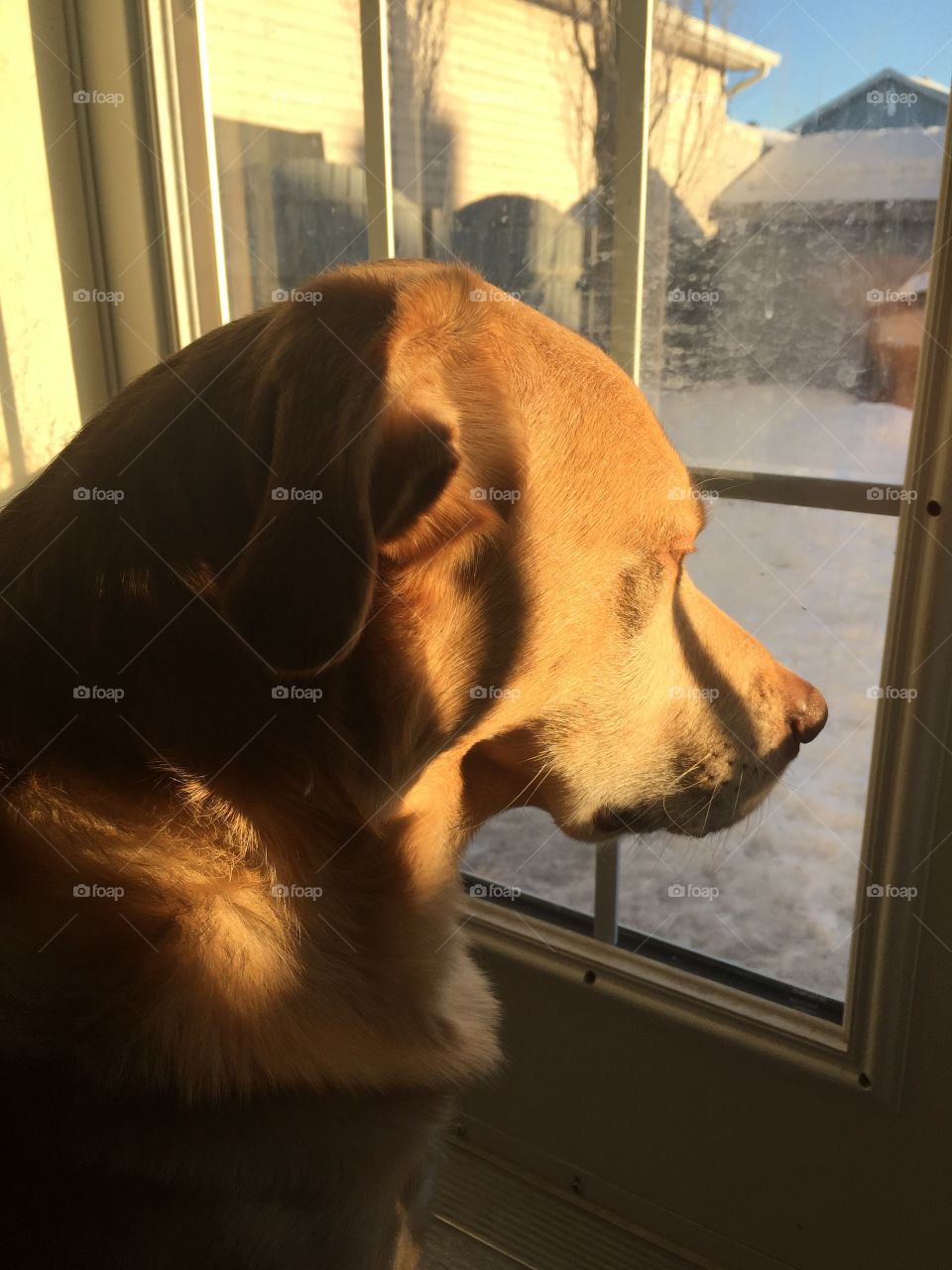 Beautiful, furry dog looking at the snow filled watching a bird fly by and a squirrel scavenge. 