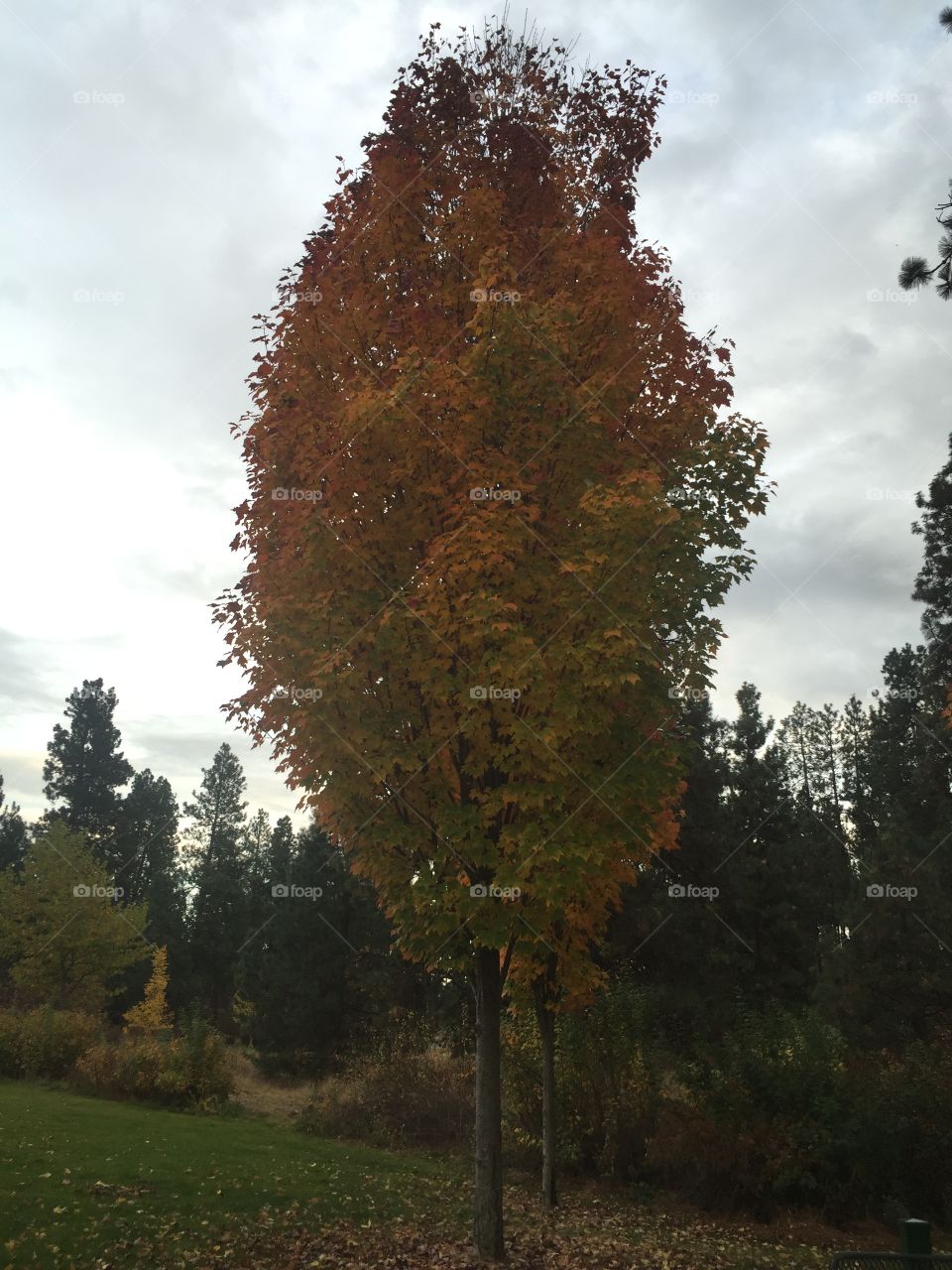 Tree in autumn . A tree in the park changing color