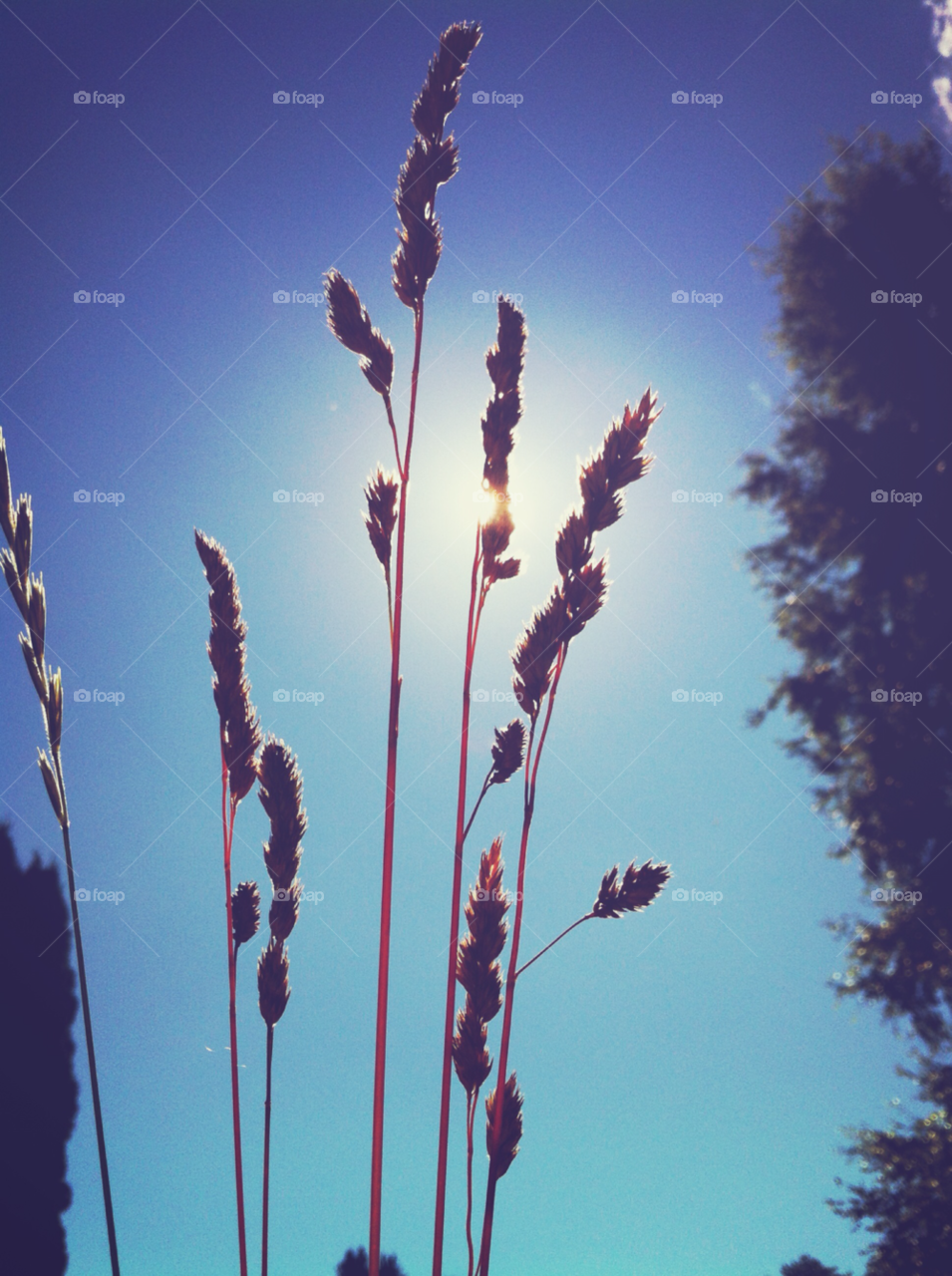 sky sweden grass sol by bumbiru