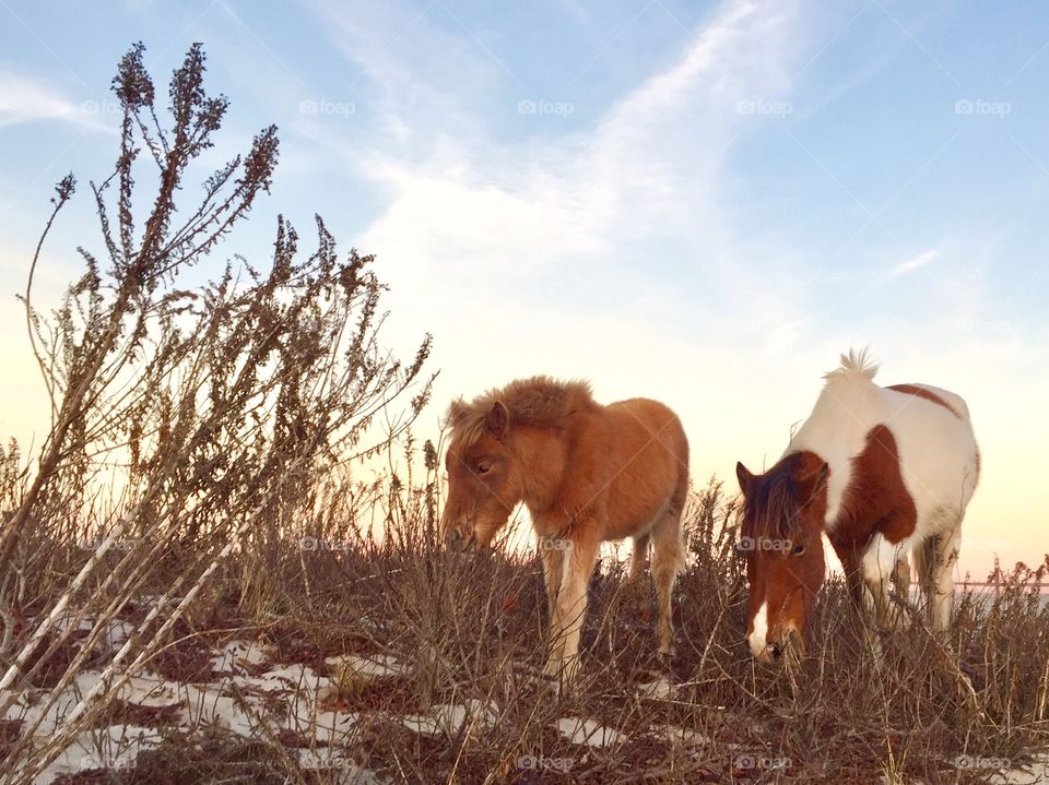 Wild horses