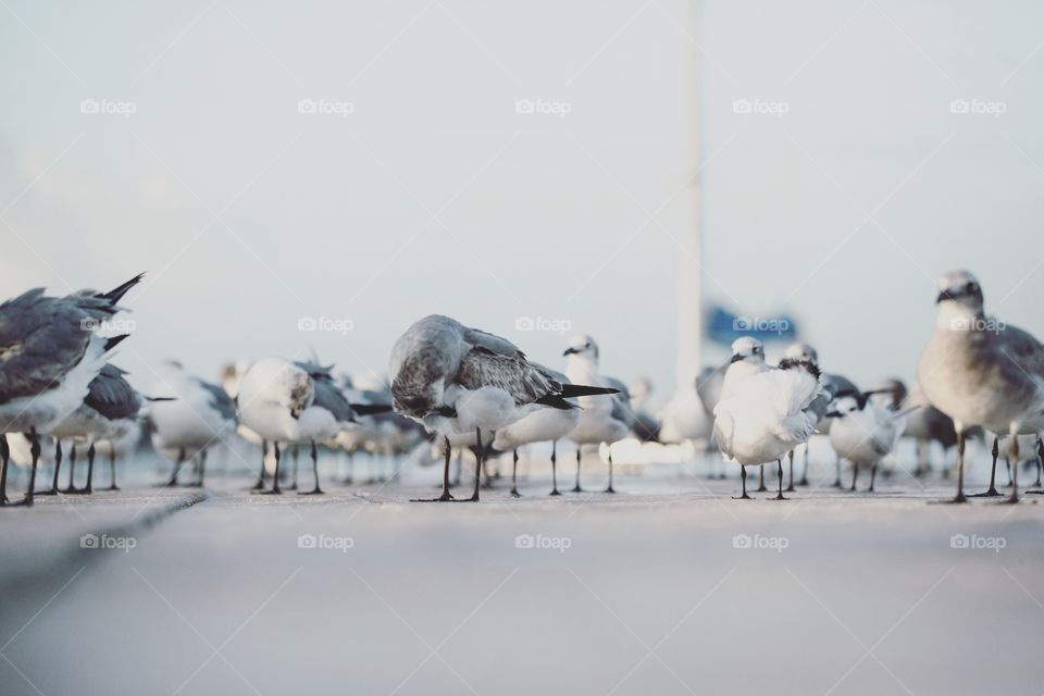 Birds on a dock