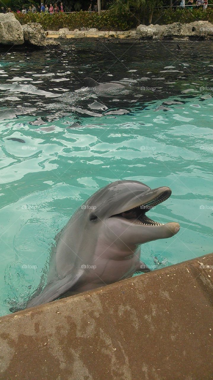 dolphin enjoying the water