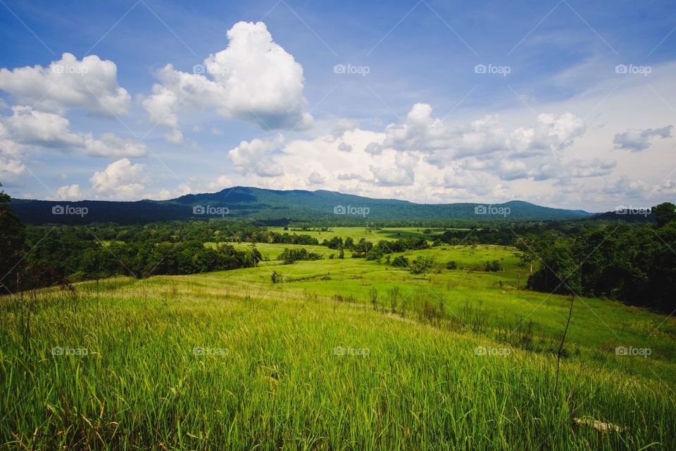 Grassland in the forest