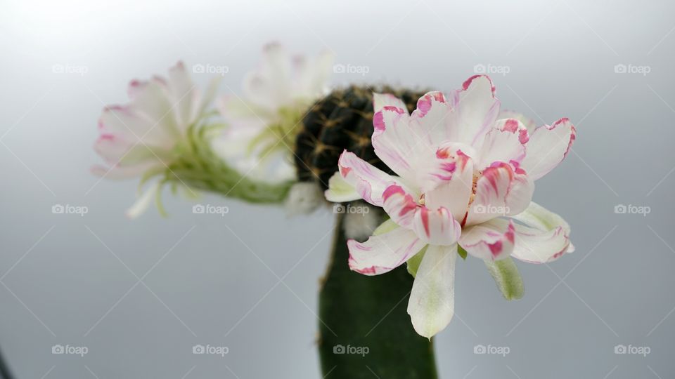 Lobivia cactus bit flowers
