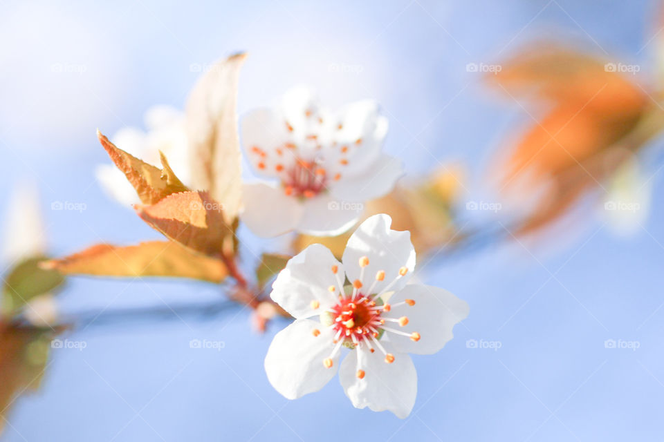 Beautiful blossom flowers and the blue sky in the background