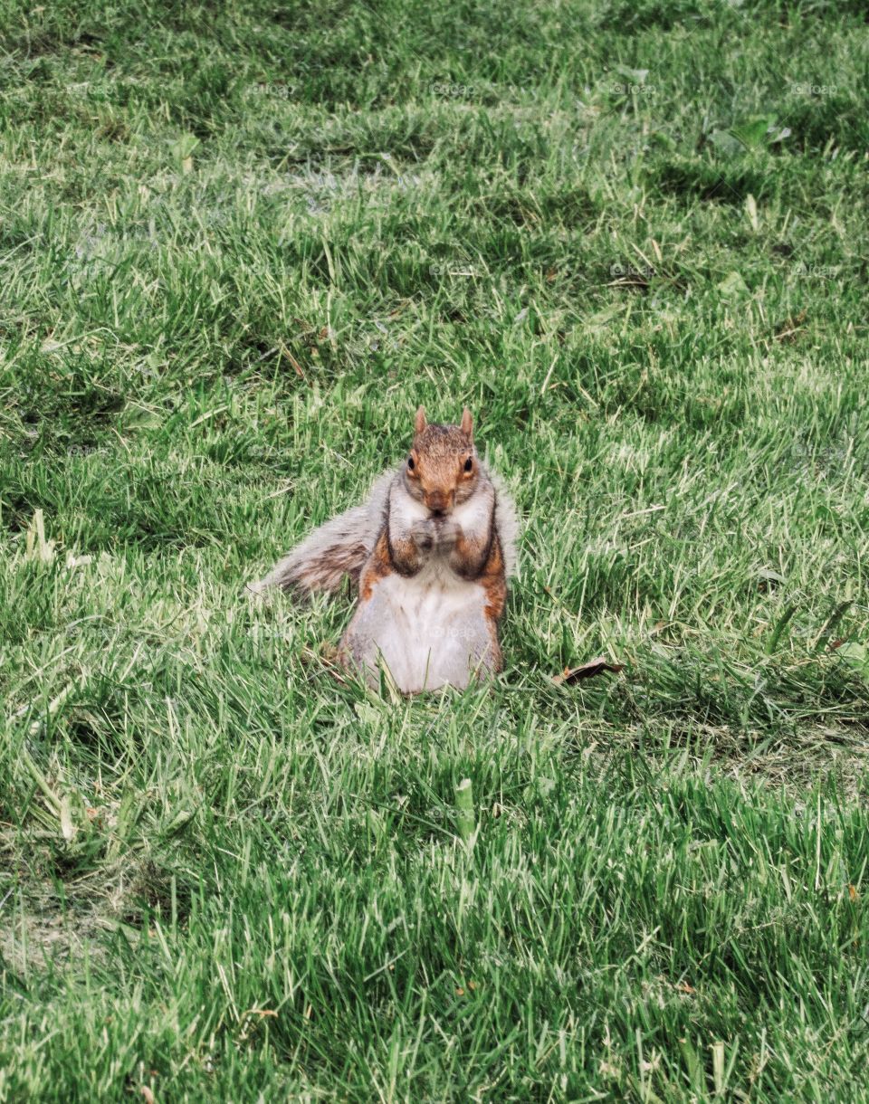 Squirrel, wildlife, New York, Central Park, Manhattan, grass, nature, Animal, 