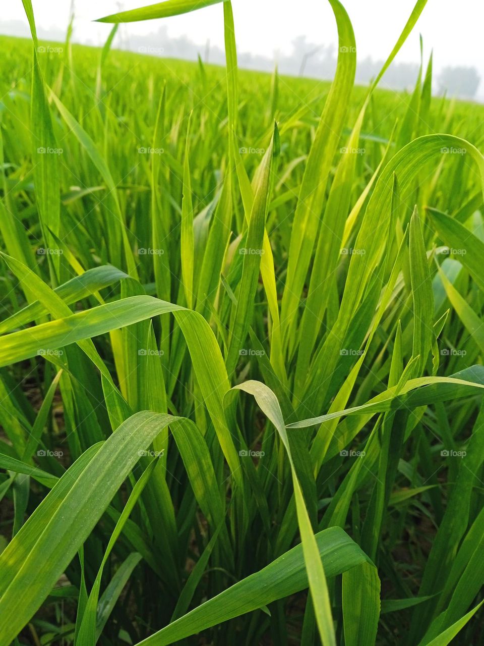 wheat green crops in winter season of indian country