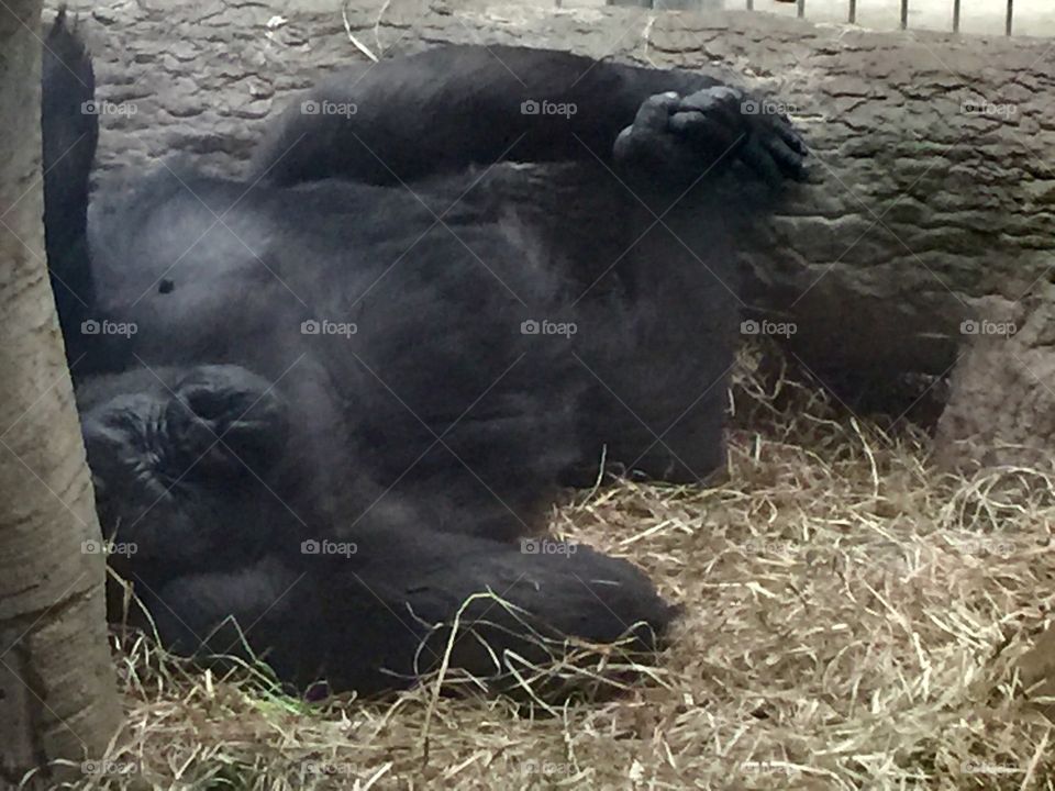 Gorilla resting in zoo