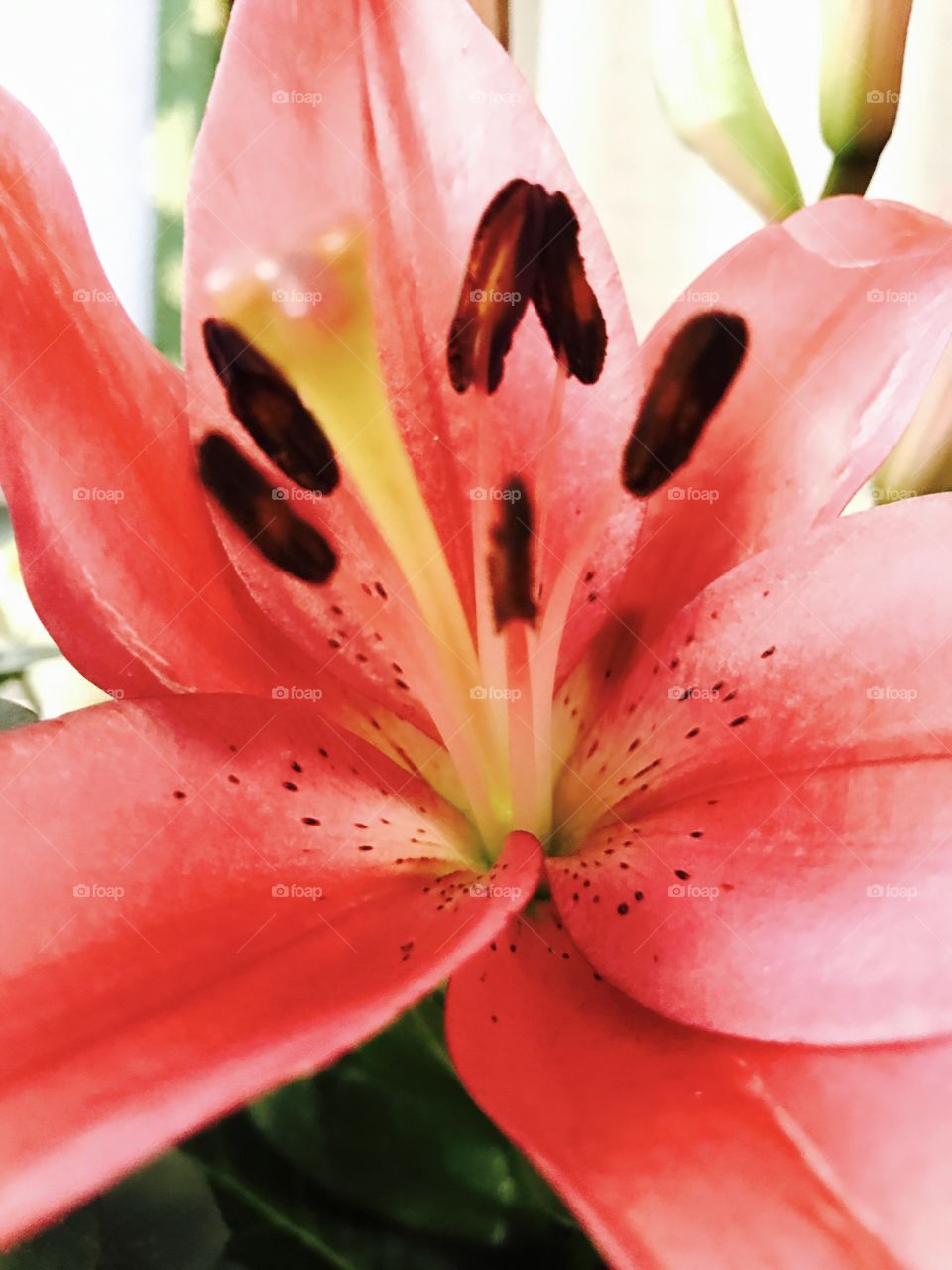 Lily up close