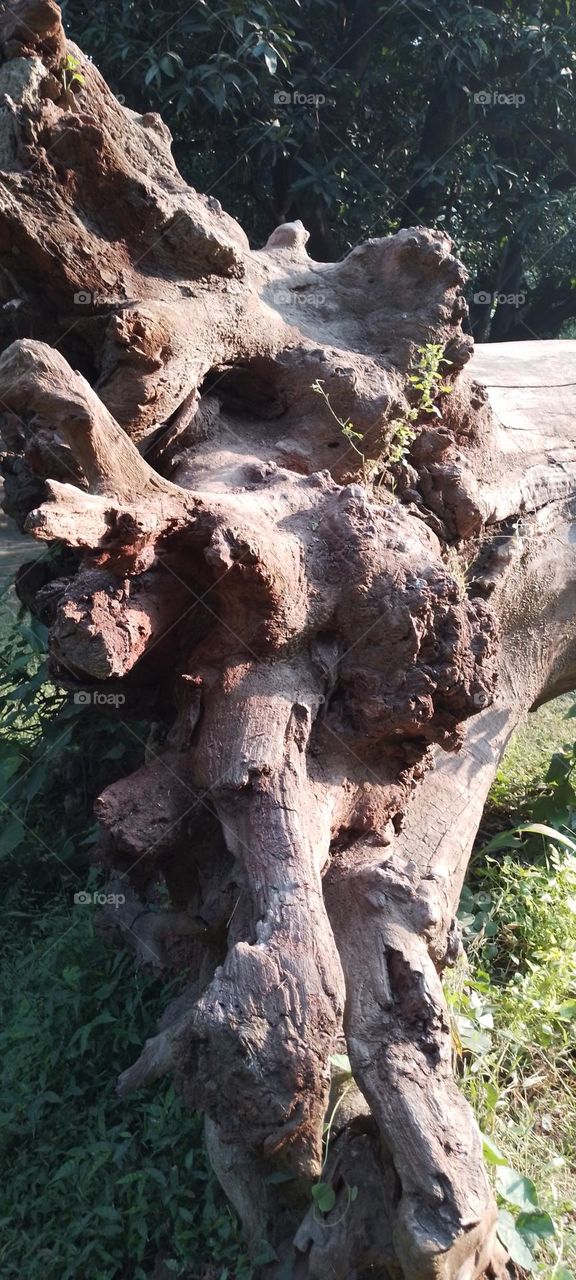 dried tree root