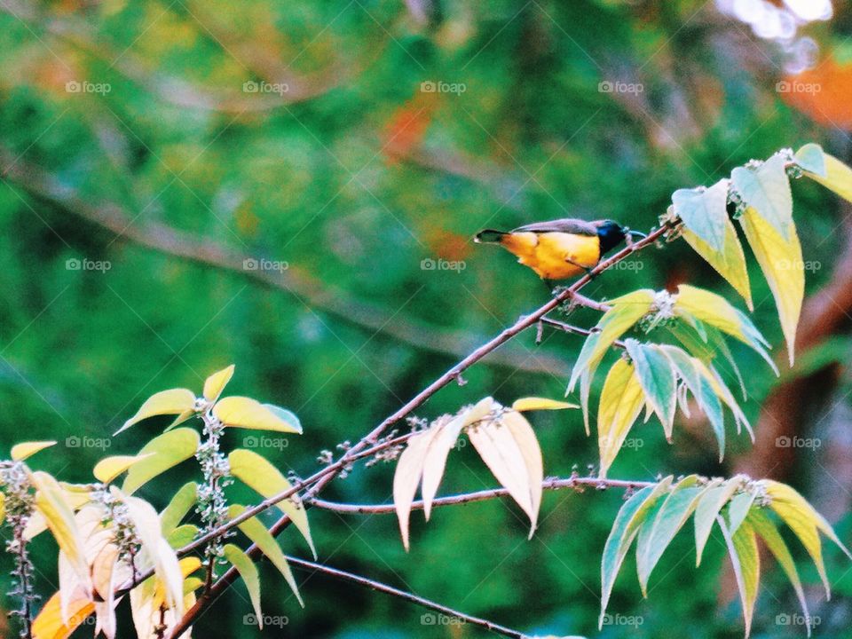 A sunbird