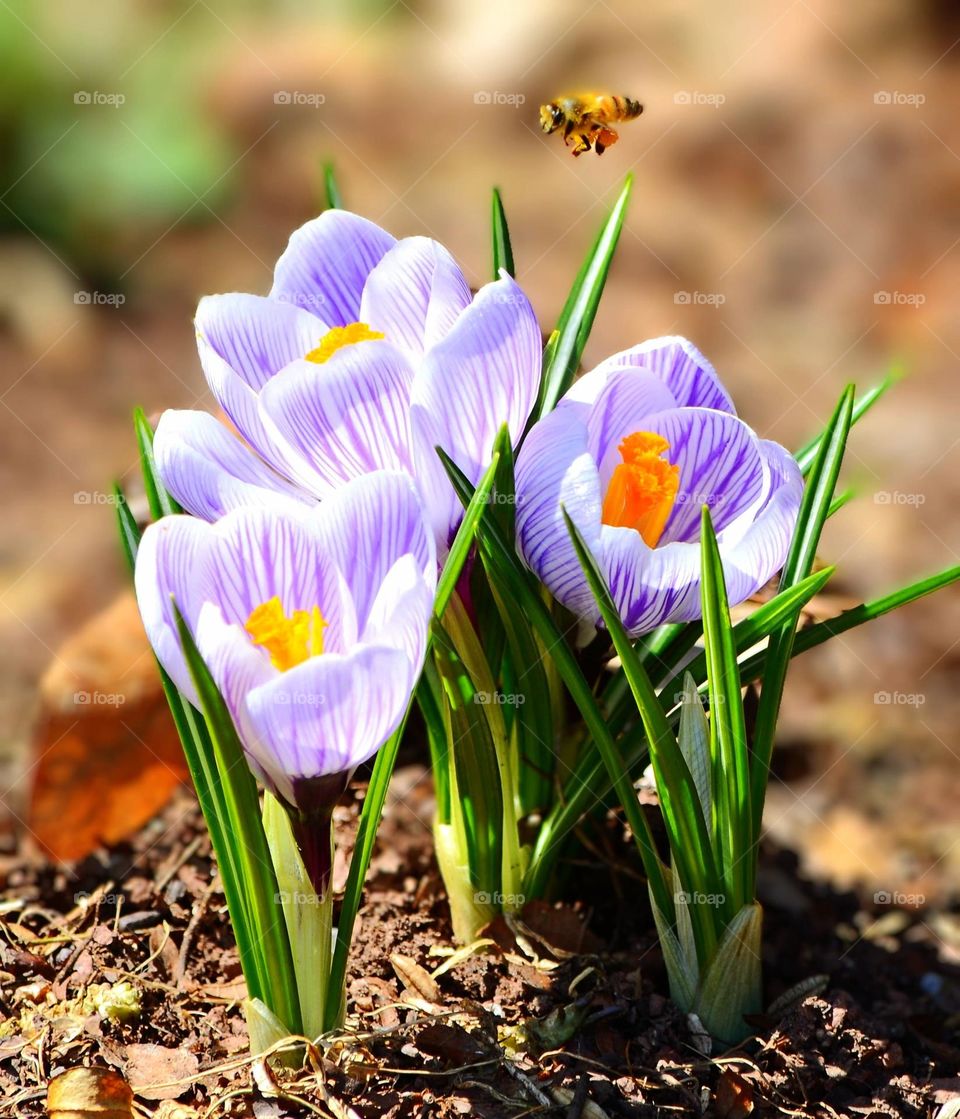 Crocus flowers