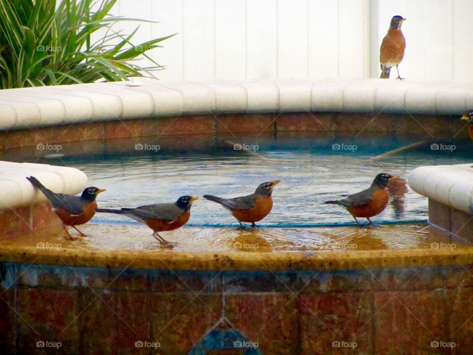 Birds in the pool spa