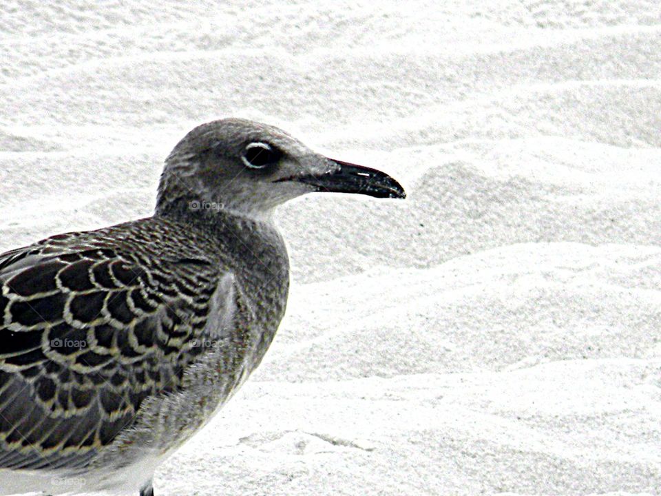 Seagul